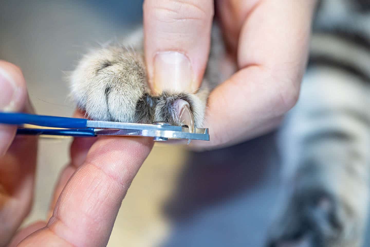How Do Professionals Cut Cat Nails? 7 Vet-Approved Useful Tips - Catster