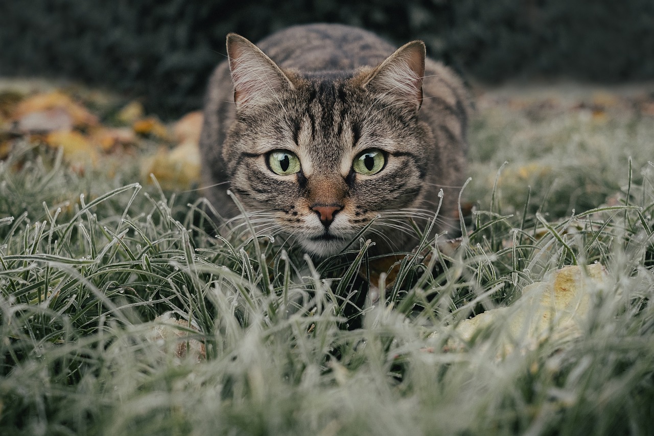closeup of mackerel tabby cat outdoors