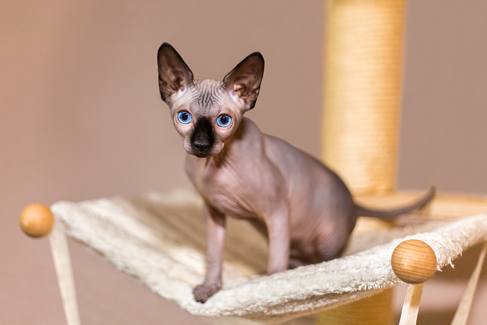 colorpoint sphynx cat on scratching post