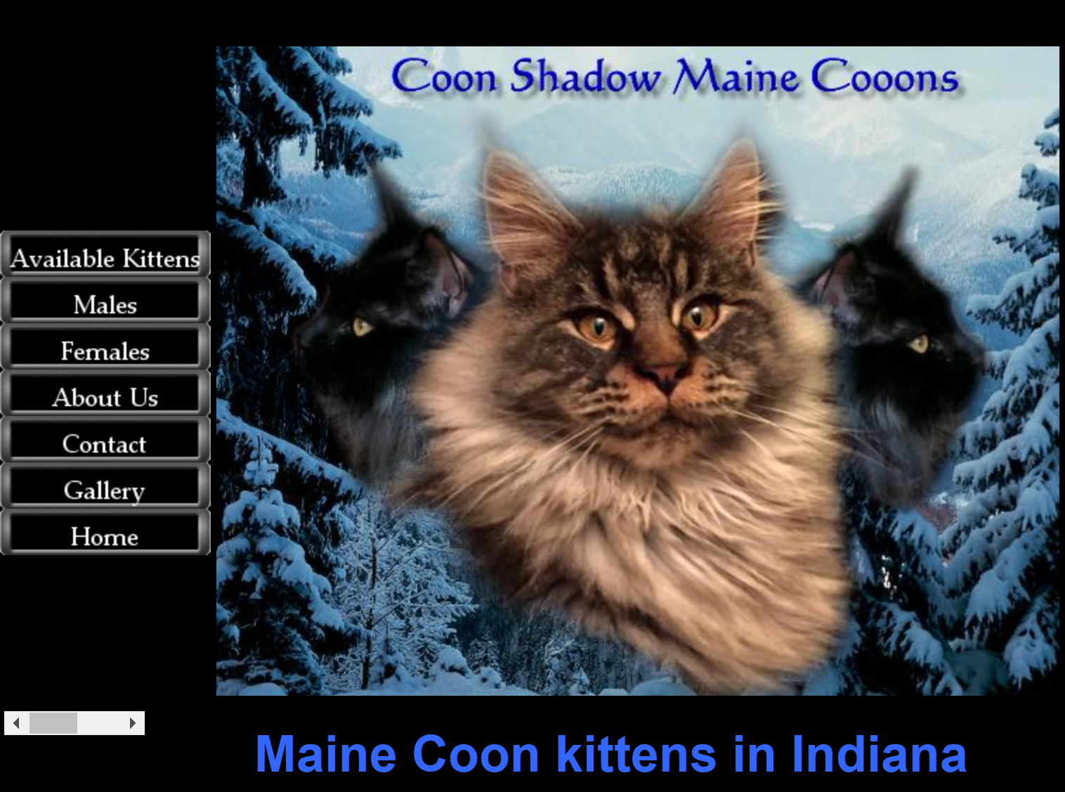 coon shadow maine coons