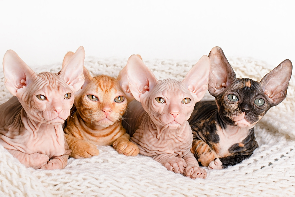 different colors of sphynx kittens