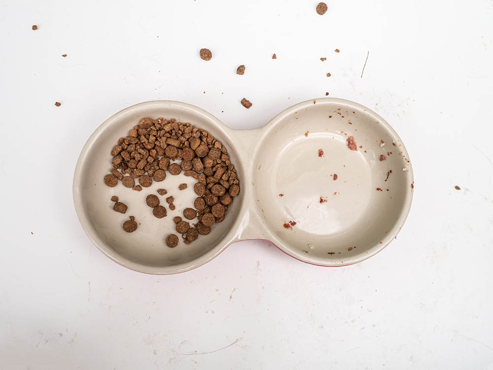 Your Pet's Food Bowl Could Be Making You Sick