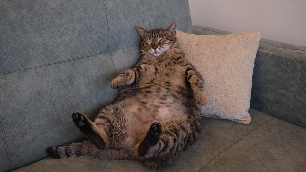 fat brown tabby cat on the sofa