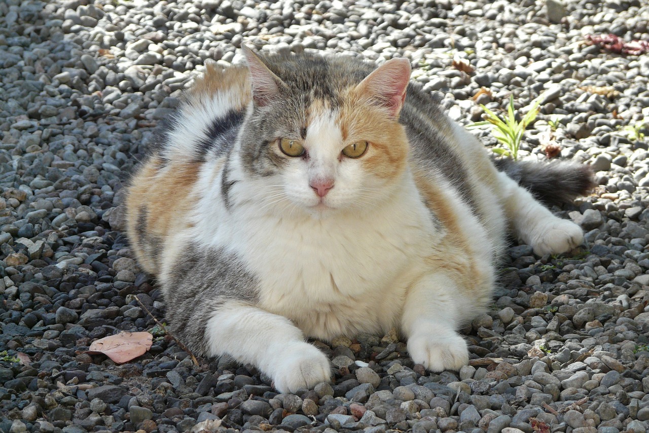 fat cat lying on the ground