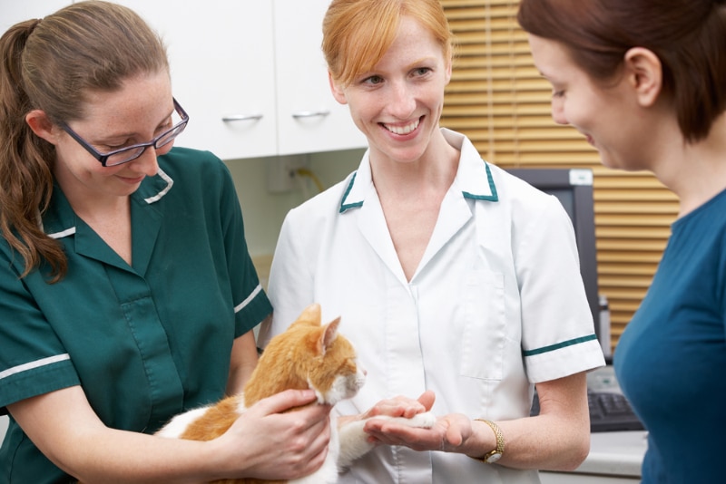 female vet nurse talking to cat owner