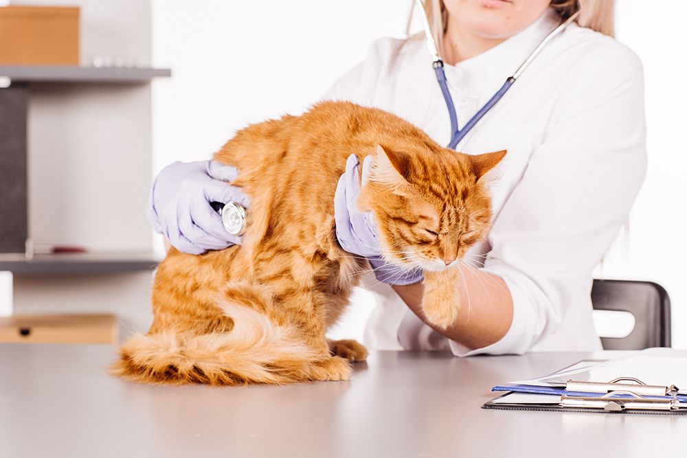 female veterinarian checking up a red cat