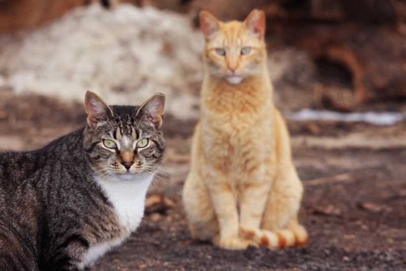 Cat lover? Try a trip to Aoshima Island, Ozu Japan