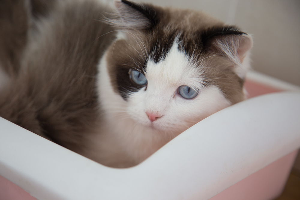 fluffy cat in the litter box