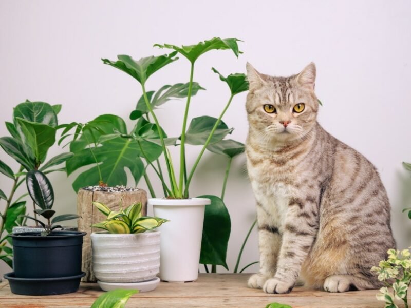 https://www.catster.com/wp-content/uploads/2023/11/ginger-cat-near-plants_Foto2rich-Shutterstock-800x600.jpg