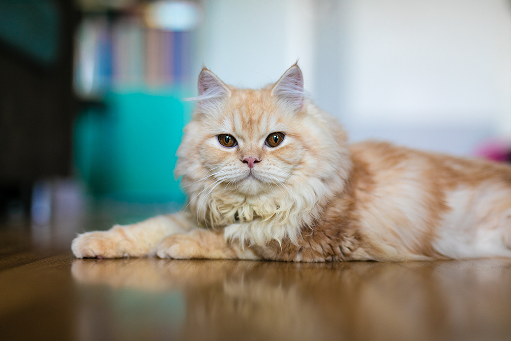 ginger persian cat lying on the floor