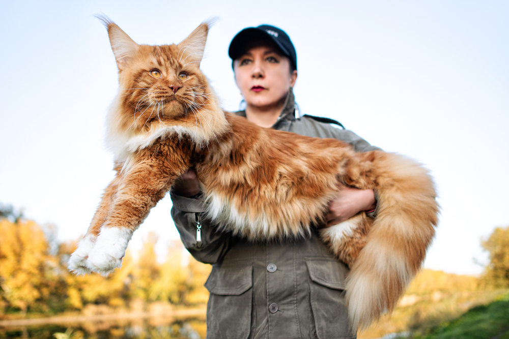 girl-holding-a-huge-maine-coon-cat