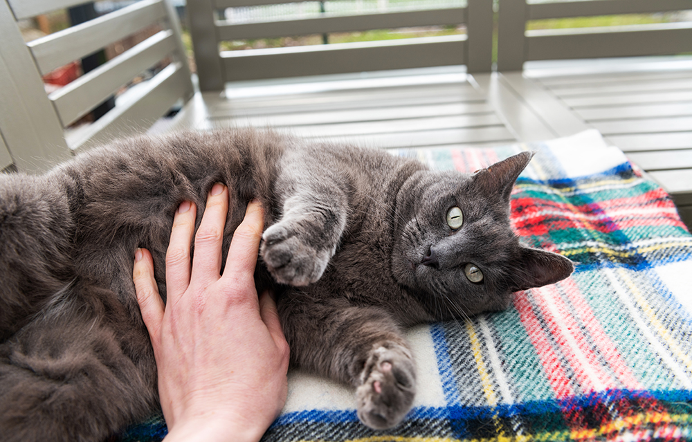 grey cat being pet while lounging
