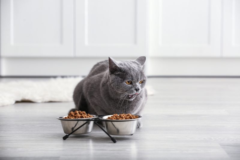 grey cat eating food from stainless steel bowl in a cat bowl holder