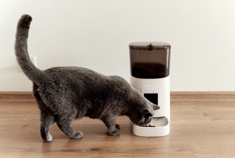 https://www.catster.com/wp-content/uploads/2023/11/grey-cat-eating-from-an-automatic-cat-feeder-at-home_Vadym_Hunko_Shutterstock.jpg