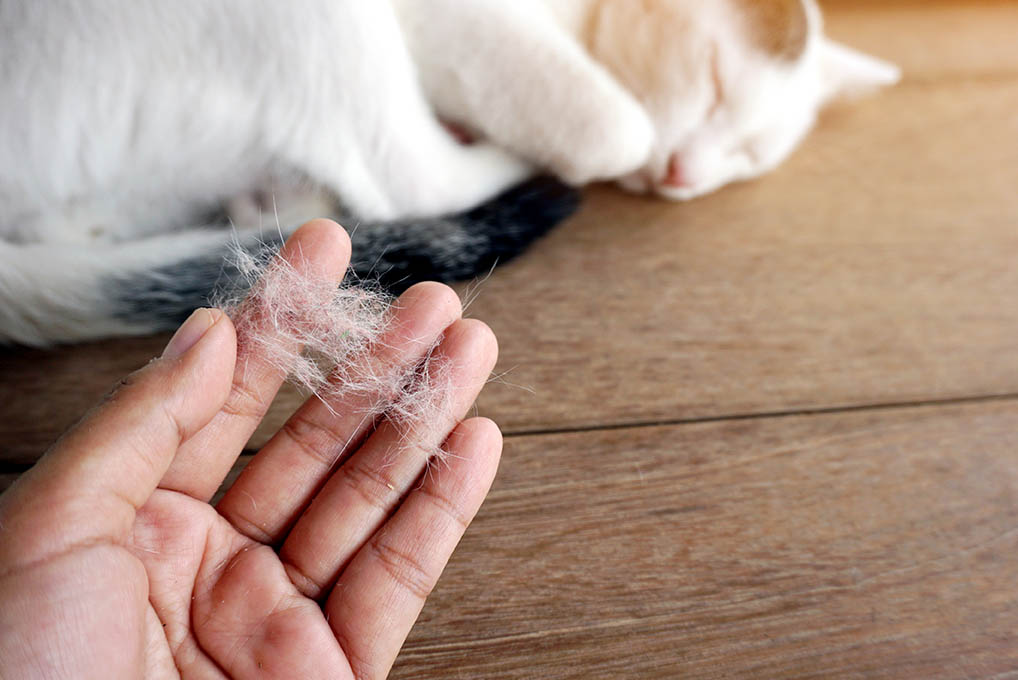 7 Creative, Crafty Uses for Cat Hair (With Pictures) - Catster