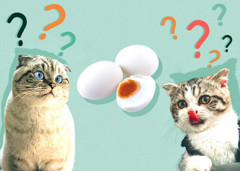 11 Facts You Should Know About Hard-Boiled Eggs