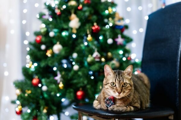 How to Take Holiday Photos of Your Cat: 5 Simple Tips - Catster