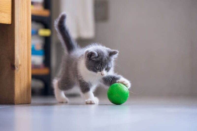 Brighten Up Your Cat's Day With Colorful Pom Pom Balls - Pet Toy!