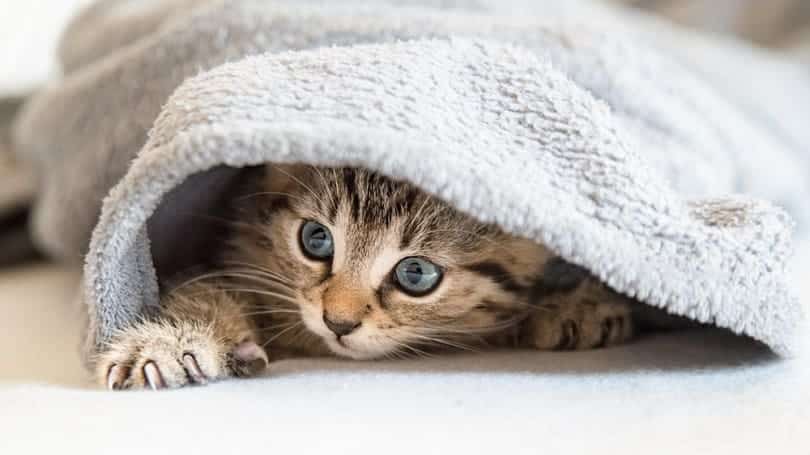 Do Cats Like Blankets? Vet-Reviewed Feline Behavior Explanation & Safety  Tips - Catster