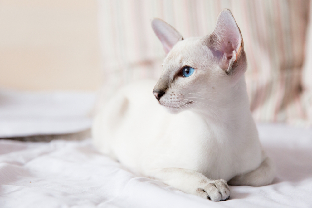 lilac-point-siamese-cat-resting