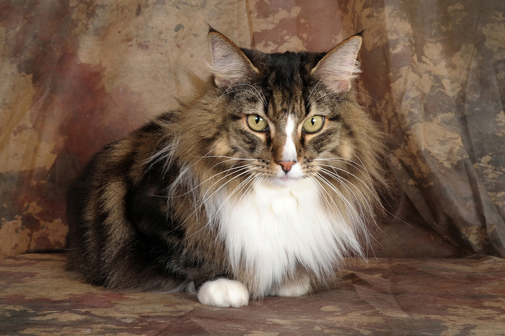 long haired norwegian forest cat at the studio