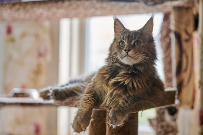 maine coon tortoiseshell cat sitting on top of the cat tree