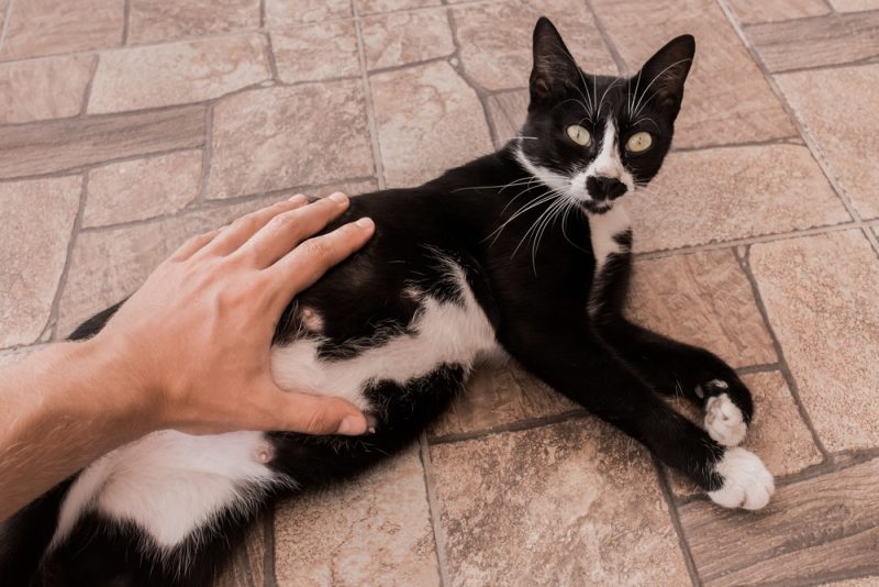 male hand touching the pregnant bacl and white cat's belly