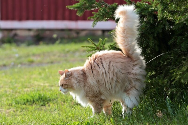 Male Norwegian Forest Cat Peeing Outdoor Elisa Putti Shutterstock 800x533 