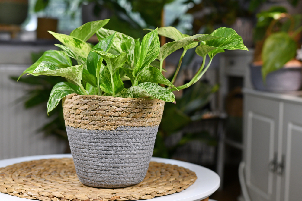 marbel pothos plant in woven pot on table