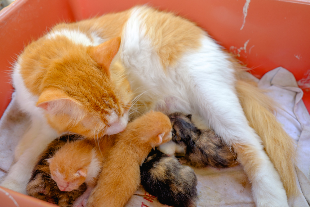 mother cat nursing kittens in a box