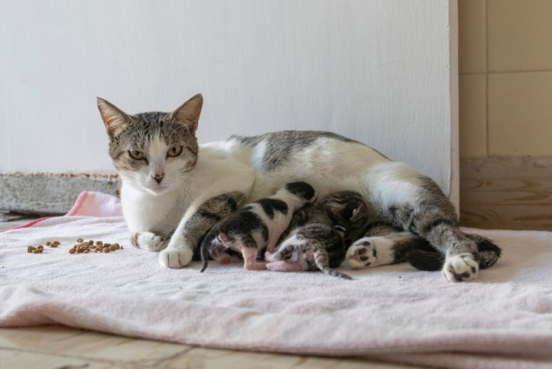 mother cat nursing kittens on a blanket