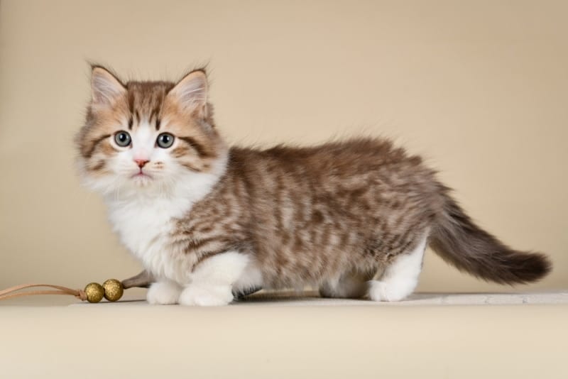 Munchkin Cat – A Buyers and Owners Guide With Breed Information, Facts and  FAQs - Munchkin Cat Guide