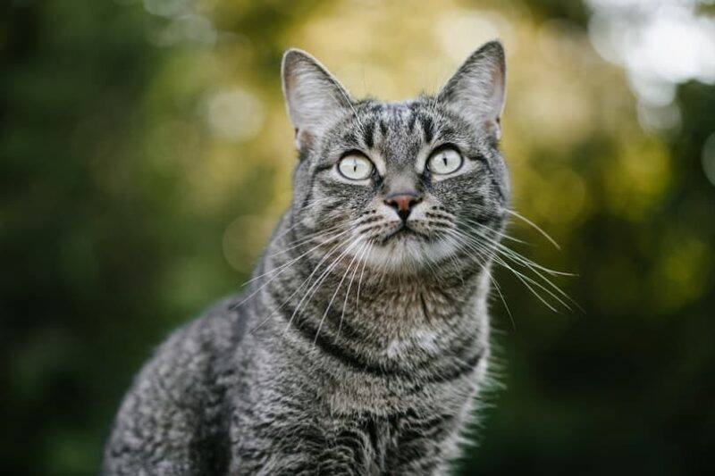 11 Fascinating Facts About Grey Tabby Cats With Pictures Catster
