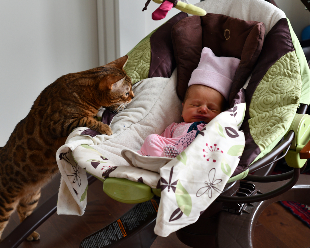 newborn baby child sleeping with curious tabby cat