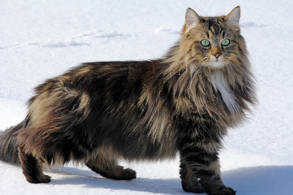 norwegian forest cat standing in the snow