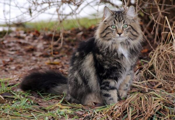 Norwegian Forest Cat Size Compared to Other Cats (With Pictures) - Catster