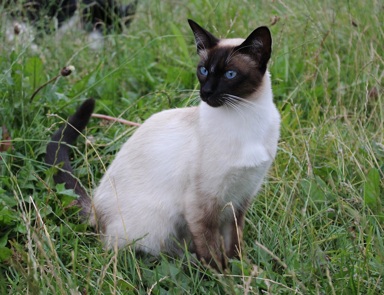 old style siamese cat in the grass