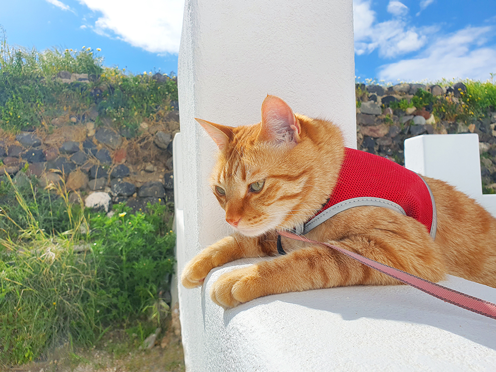 orange cat wearing red harness