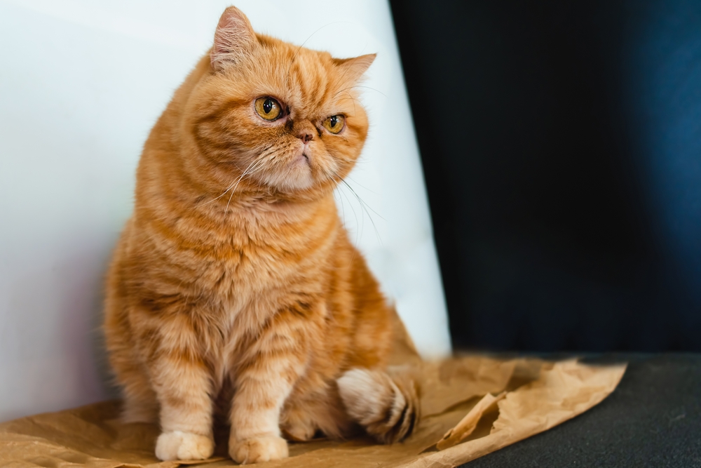 gato exótico de pelo corto naranja