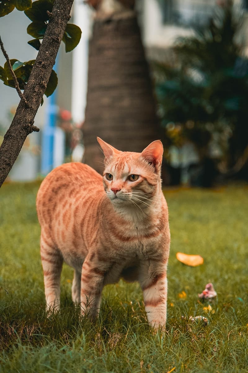 https://www.catster.com/wp-content/uploads/2023/11/orange-male-cat-walking-outdoor_Himanshu-Choudhary_Unsplash.jpg