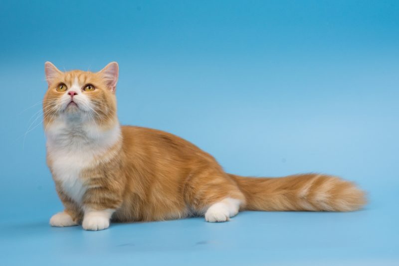 orange-munchkin-cat-in-sky-blue-background