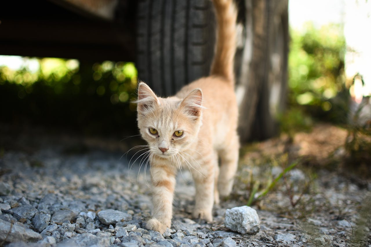 orange stray cat walking on gravel