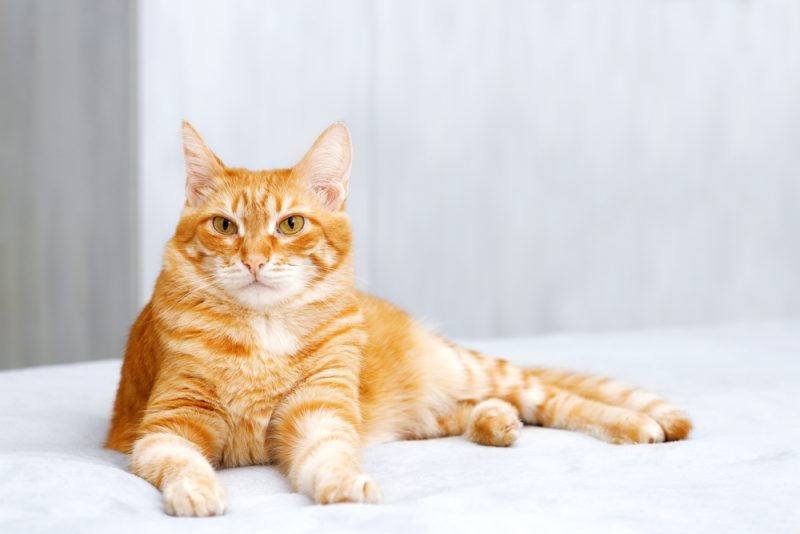 orange tabby laying down isolated background