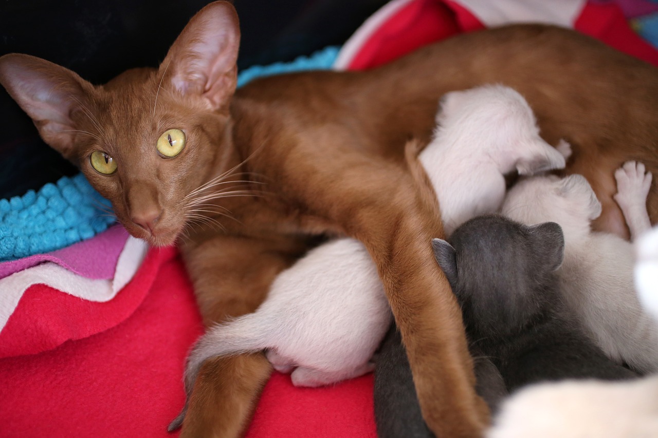 oriental shorthair cat nursing her kittens
