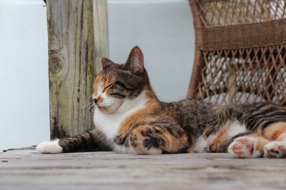 outdoor cat relaxing on a wooden patio deck closed eyes
