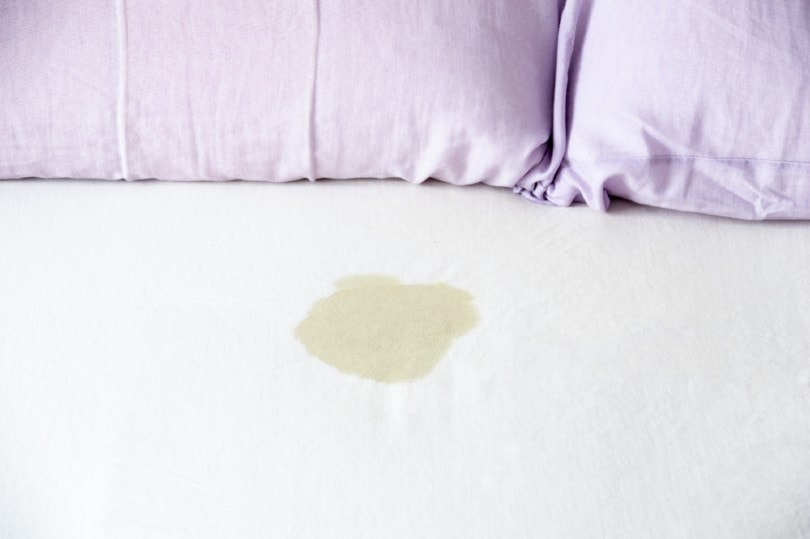 How to Get Cat Pee Stains Out of Bedding