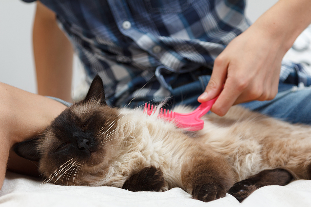 person brushing a balinese cat