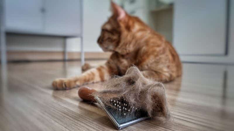 12 Best Cat Brushes for Shedding in 2024 - Reviews & Top Picks - Catster