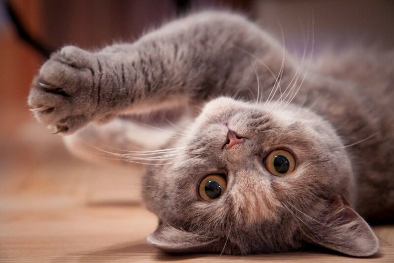 How to Calm a Crazy Cat: 6 Vet-Approved Tips & Causes of Extra