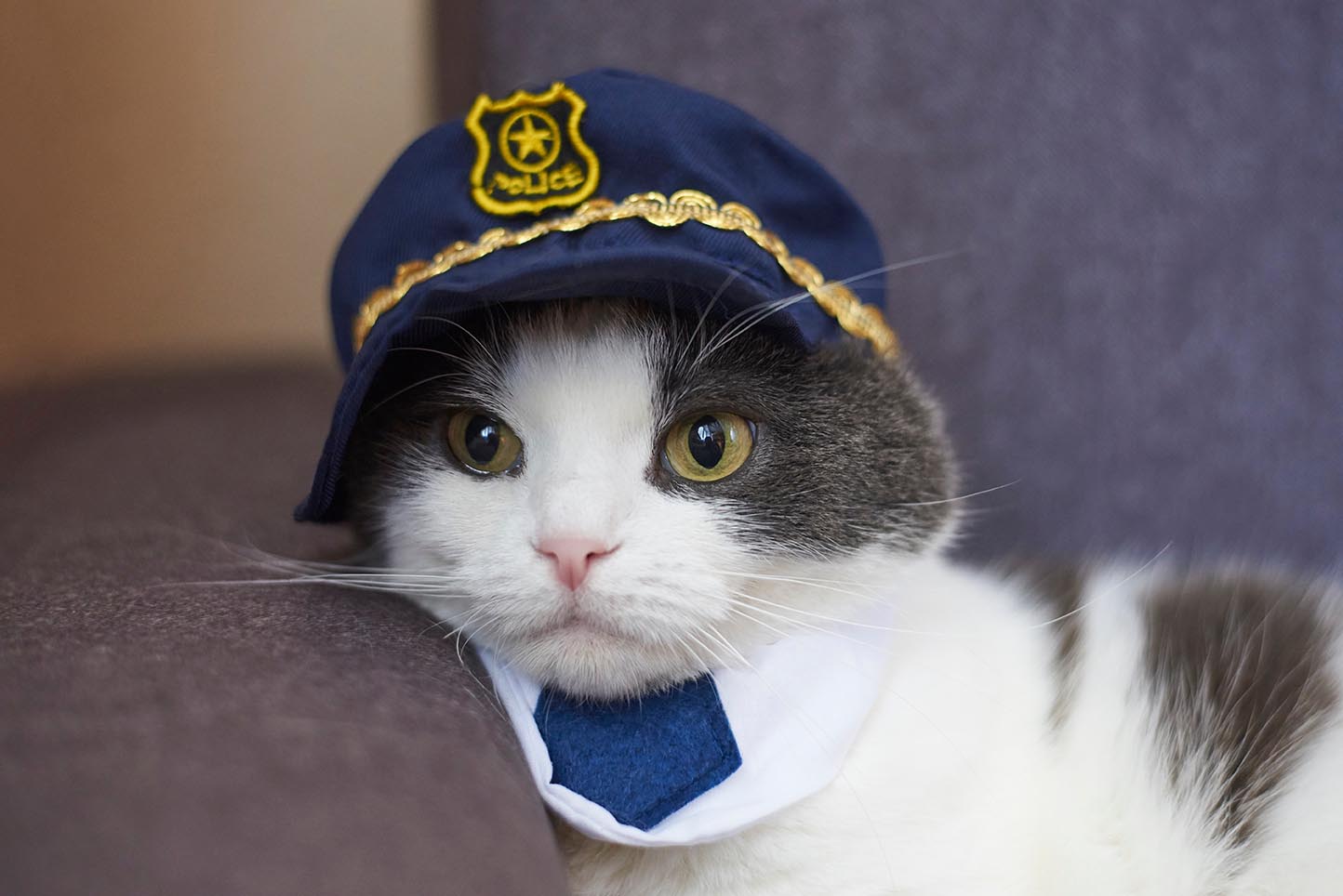 https://www.catster.com/wp-content/uploads/2023/11/police-cat_osobystist_Shutterstock.jpg